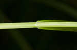 Blunt broom sedge